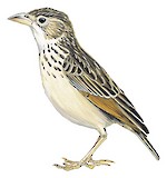 Bengal Bush Lark Illustration