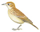 Rusty Bush Lark Illustration