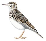 Dupont's Lark Illustration