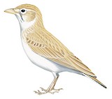 Dunn's Lark Illustration