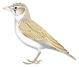 Arabian Lark Illustration