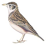 Athi Short-toed Lark Illustration