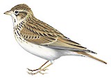 Mediterranean Short-toed Lark Illustration