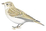 Asian Short-toed Lark Illustration