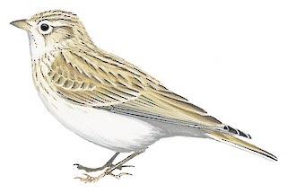 Asian Short-toed Lark
