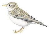 Sand Lark Illustration