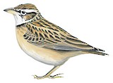 Bimaculated Lark Illustration