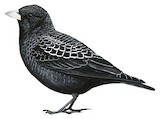 Black Lark Illustration