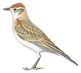 Red-capped Lark Illustration