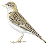 Greater Short-toed Lark Illustration