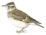 Woodlark Illustration