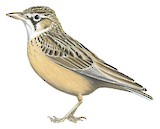 Sclater's Lark Illustration