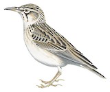 Short-tailed Lark Illustration