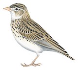 Botha's Lark Illustration