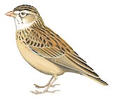 Pink-billed Lark Illustration