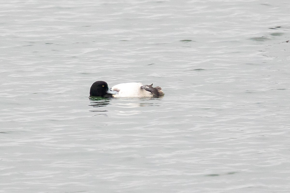 Greater Scaup - ML153097141