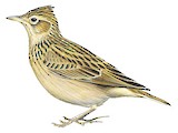 Oriental Skylark Illustration