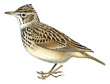 Sun Lark Illustration