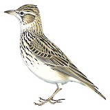 Large-billed Lark Illustration