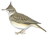 Crested Lark Illustration