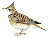 Malabar Lark Illustration