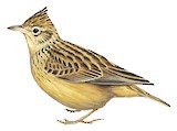 Sykes's Lark Illustration