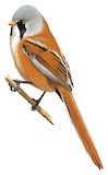 Bearded Reedling Illustration