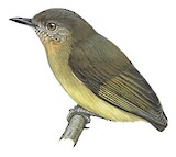 Lemon-bellied Crombec Illustration