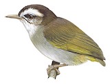 White-browed Crombec Illustration