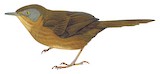 Victorin's Warbler Illustration