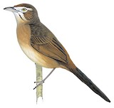 Moustached Grass Warbler Illustration