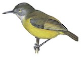 Yellow Longbill Illustration