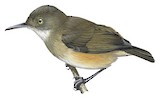 Kemp's Longbill Illustration