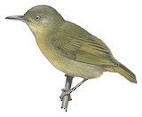 Grey Longbill Illustration