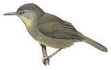 Pulitzer's Longbill Illustration