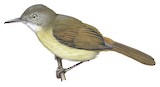 Kretschmer's Longbill Illustration