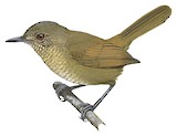 Grauer's Warbler Illustration