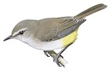 Yellow-bellied Eremomela Illustration