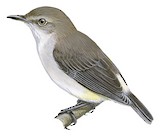 Yellow-vented Eremomela Illustration