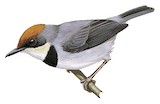 Rufous-crowned Eremomela Illustration