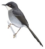 White-chinned Prinia Illustration