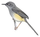 Sierra Leone Prinia Illustration