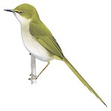 Green Longtail Illustration