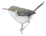 Long-billed Forest Warbler Illustration