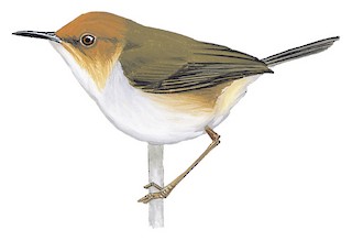 African Tailorbird