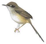 Roberts's Warbler Illustration