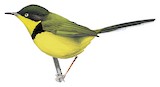 Yellow-throated Apalis Illustration