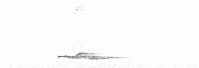 Lance-tailed Manakin - ML153098581