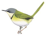 Rudd's Apalis Illustration