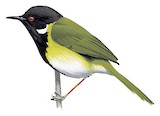 Mountain Masked Apalis Illustration